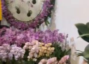 DPD Jakarta PENCINTA ANGGREK INDONESIA (PAI) Mengundang Masyarakat Untuk Kunjungi Pameran Anggrek 2024