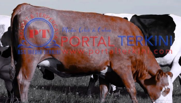 Pengadaan Sapi Dinas Pertanian Bombana Tahun 2023 Diduga Fiktif