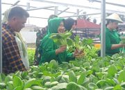 Panen Raya Pengurus Persit Kartika Chandra Kirana Daerah II/Sriwijaya Di Taman Aspirasi