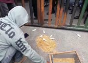 P3D Konut Bawah Tikus untuk Kajati, Kinerja Kejati Sultra Dipertanyakan