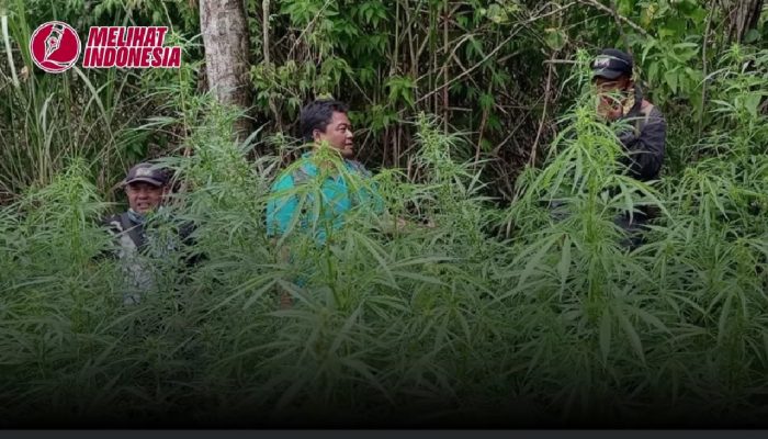 Soal Ladang Ganja di Taman Nasional Bromo, DPR RI akan ‘Sidang’ Menhut Raja Juli
