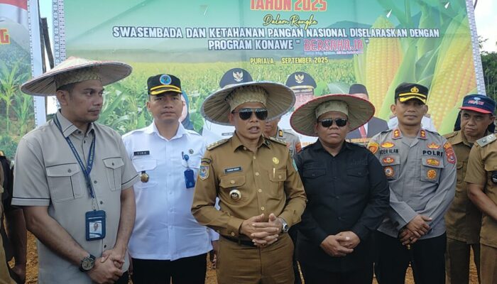 Bupati Konawe Canangkan Penanaman Jagung Hibrida, Dorong Ketahanan Pangan dan Ekonomi Rakyat