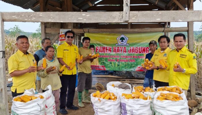 Ketua DPD Partai Golkar Kabupaten Way Kanan Hadiri Panen Raya Jagung di Kecamatan Baradatu