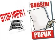 Harga Pupuk Subsidi di Desa Patia Melebihi HET, Petani Kecil Menjerit