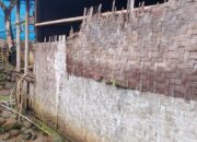 Bertahun-tahun Menggarap 3500 M2 Sawah di TNUK Namun Menjaga Satu Pohon Tidak Bisa