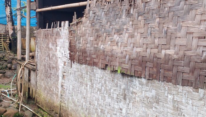 Bertahun-tahun Menggarap 3500 M2 Sawah di TNUK Namun Menjaga Satu Pohon Tidak Bisa