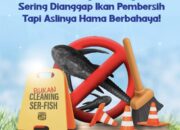 Sering Dianggap Ikan Pembersih, Ternyata Ikan Sapu-Sapu Ancaman Nyata di Perairan