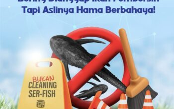 Sering Dianggap Ikan Pembersih, Ternyata Ikan Sapu-Sapu Ancaman Nyata di Perairan