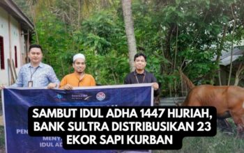 Sambut Idul Adha 1447 Hijriah, Bank Sultra Distribusikan 23 Ekor Sapi Kurban